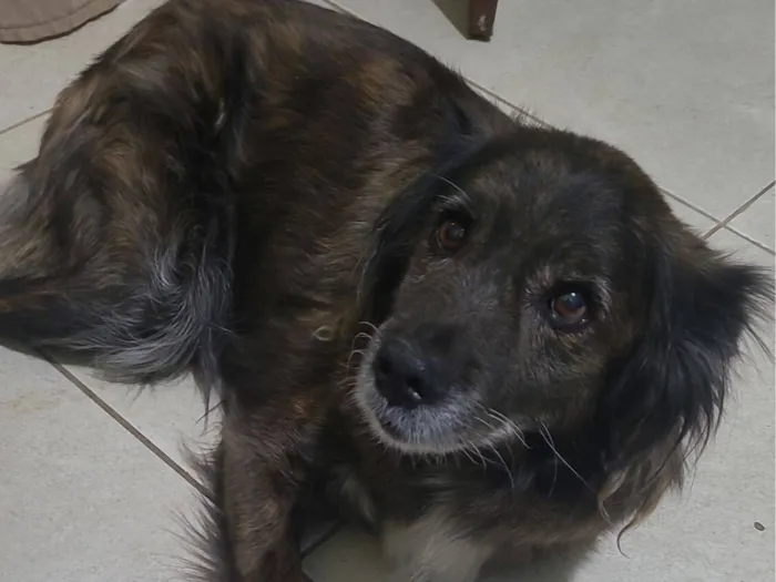 Cachorro raça SRD-ViraLata idade 6 ou mais anos nome BOLOTA 11 ANOS