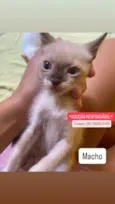Gato raça SRD-ViraLata idade 2 a 6 meses nome Sem nome 