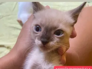 Gato raça SRD-ViraLata idade 2 a 6 meses nome Sem nome 