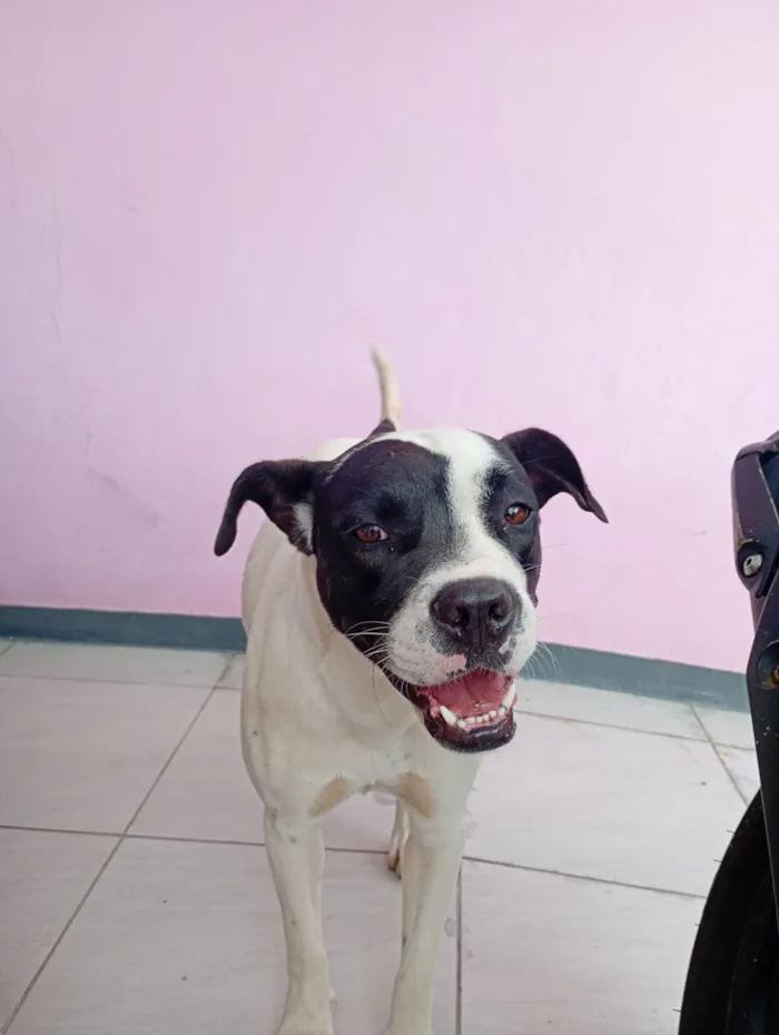 Cachorro raça Boxer idade 1 ano nome Zafira