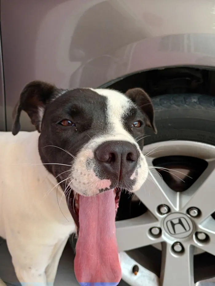 Cachorro raça Boxer idade 1 ano nome Zafira