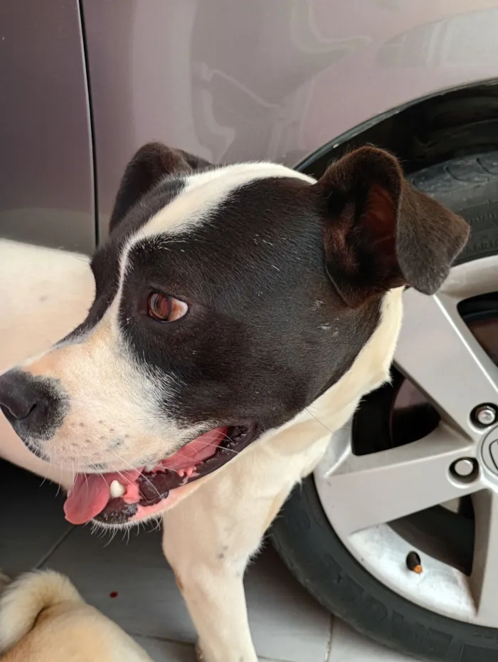 Cachorro raça Boxer idade 1 ano nome Zafira