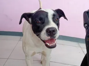 Cachorro raça Boxer idade 1 ano nome Zafira