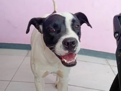 Cachorro raça Boxer idade 1 ano nome Zafira