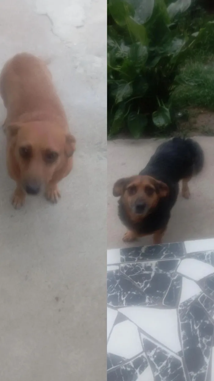 Cachorro raça Basset-Cofap idade 6 ou mais anos nome Pipoca e Laurinha 