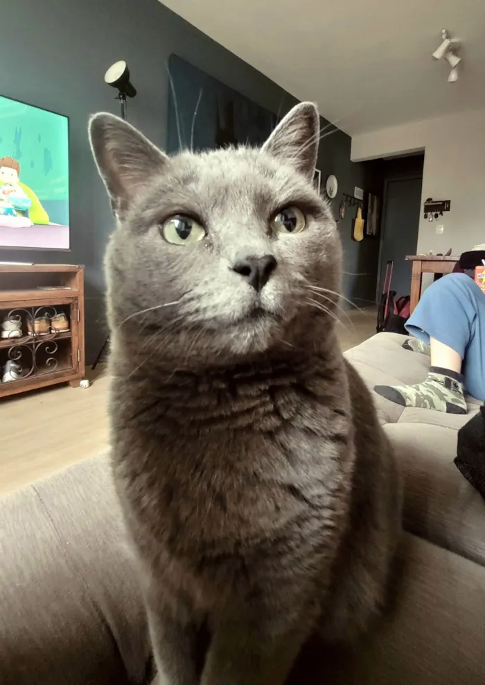 Gato raça SRD-ViraLata idade 5 anos nome MARY ANN