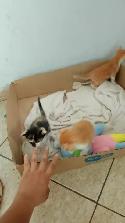 Gato raça SRD-ViraLata idade Abaixo de 2 meses nome As crianças 