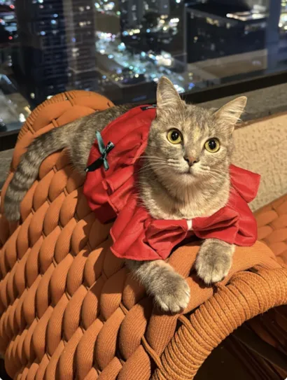 Gato raça SRD-ViraLata idade 7 a 11 meses nome Gaya