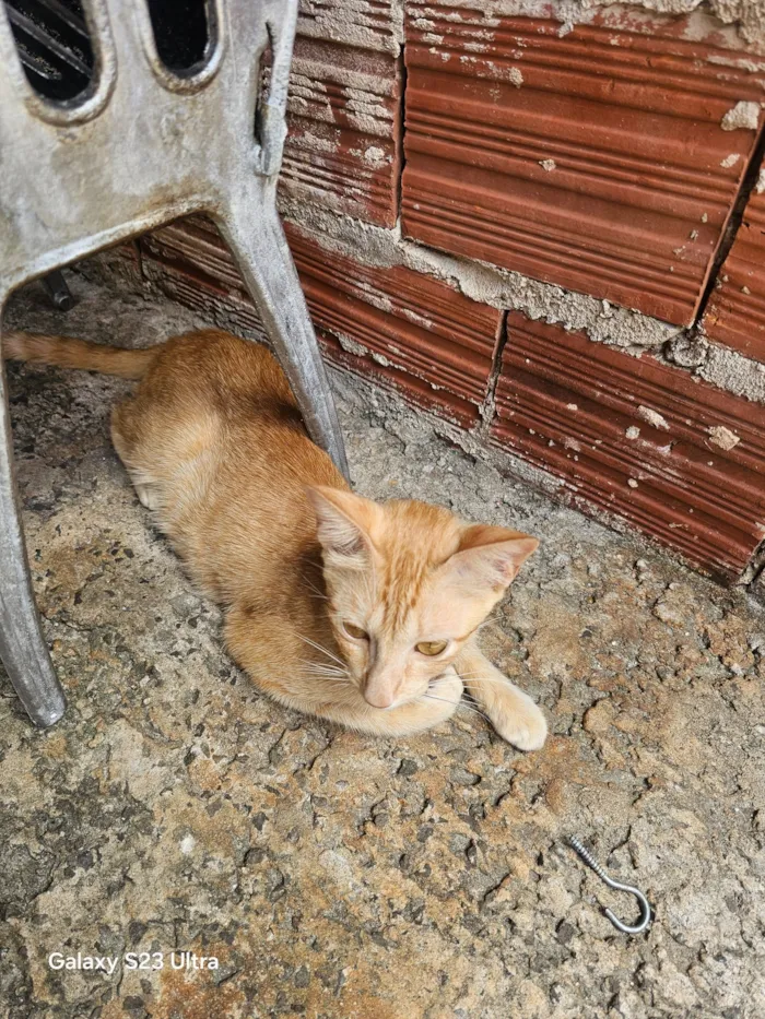 Gato raça SRD-ViraLata idade 1 ano nome Gata femea