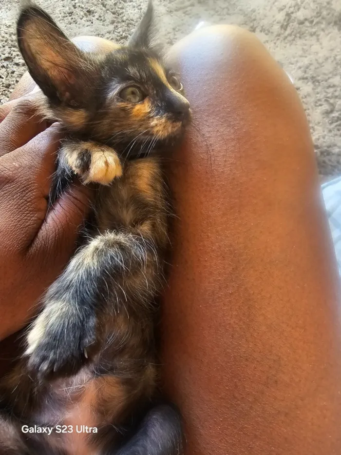 Gato raça SRD-ViraLata idade 2 a 6 meses nome Gatinha encrontada