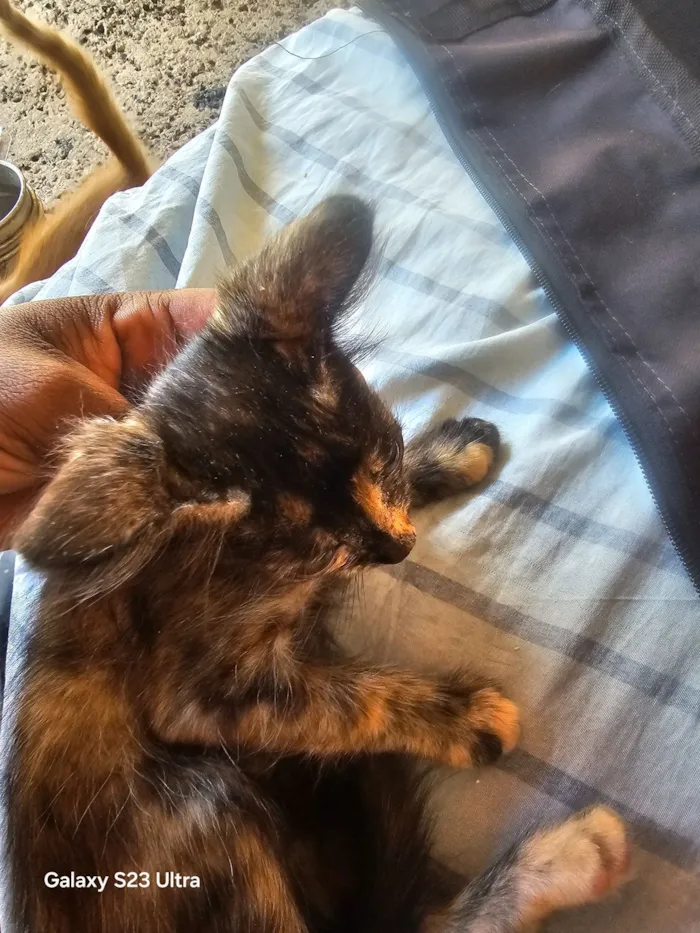 Gato raça SRD-ViraLata idade 2 a 6 meses nome Gatinha encrontada