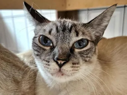 Gato raça Siamês idade 1 ano nome Lua