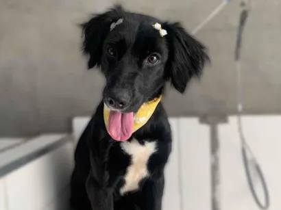 Cachorro raça SRD-ViraLata idade 1 ano nome Maju 