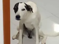 Cachorro raça SRD-ViraLata idade 2 a 6 meses nome Nidalee