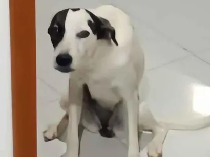 Cachorro raça SRD-ViraLata idade 2 a 6 meses nome Nidalee