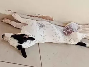 Cachorro raça SRD-ViraLata idade 2 a 6 meses nome Lili 