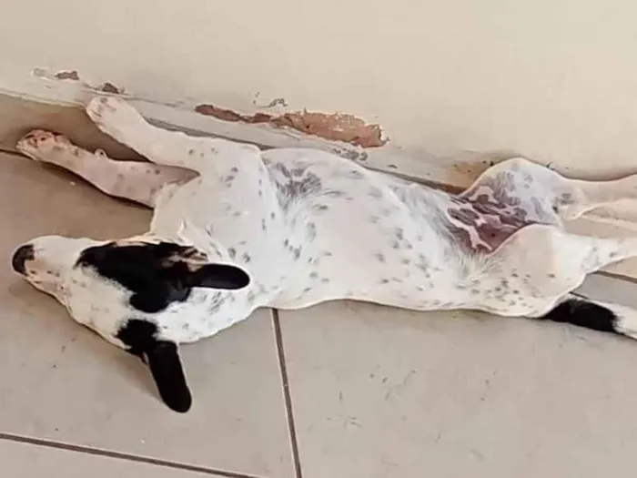 Cachorro raça SRD-ViraLata idade 2 a 6 meses nome Lili 