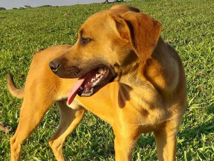 Cachorro raça SRD-ViraLata idade 7 a 11 meses nome Juninho 