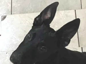 Cachorro raça Pastor Alemão idade 2 a 6 meses nome Meg