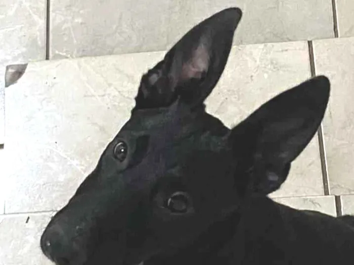 Cachorro raça Pastor Alemão idade 2 a 6 meses nome Meg