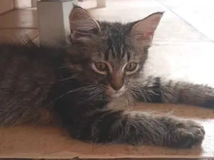 Gato raça SRD-ViraLata idade 2 a 6 meses nome Luke 
