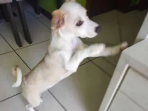 Cachorro raça SRD-ViraLata idade 7 a 11 meses nome Meg 