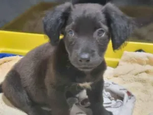 Cachorro raça SRD-ViraLata idade 2 a 6 meses nome Pitico