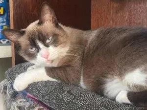 Gato raça SRD-ViraLata idade 1 ano nome mariie