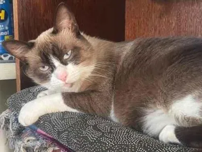 Gato raça SRD-ViraLata idade 1 ano nome mariie