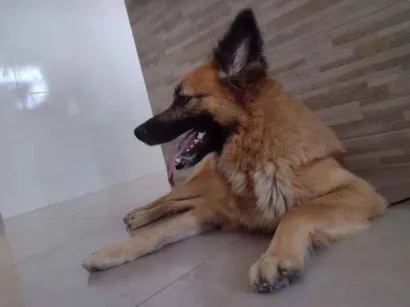 Cachorro raça Pastor Alemão idade 4 anos nome Kyra