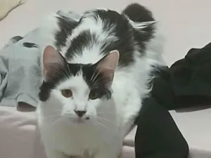 Gato raça Persa idade 1 ano nome Kiara