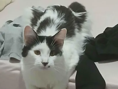 Gato raça Persa idade 1 ano nome Kiara