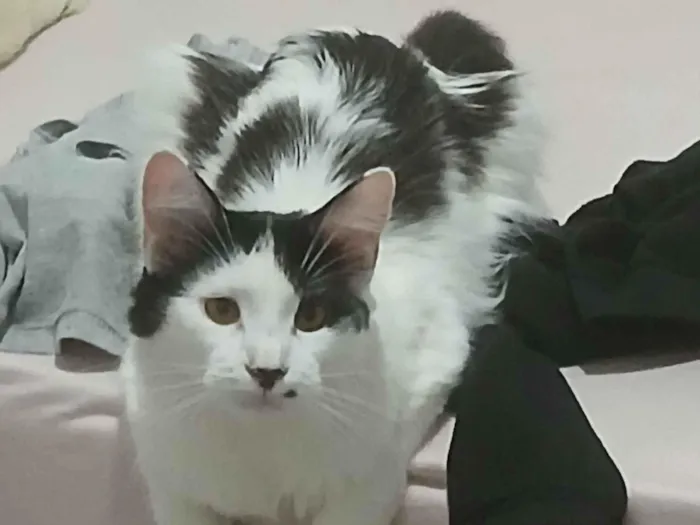 Gato raça Persa idade 1 ano nome Kiara