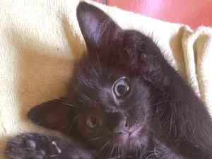 Gato raça SRD-ViraLata idade 2 a 6 meses nome Sem nome 