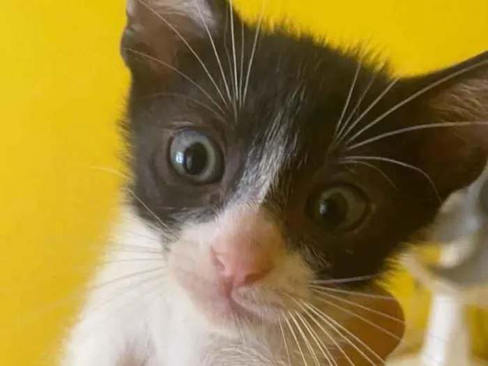 Gato raça SRD-ViraLata idade 2 a 6 meses nome Sem nome 