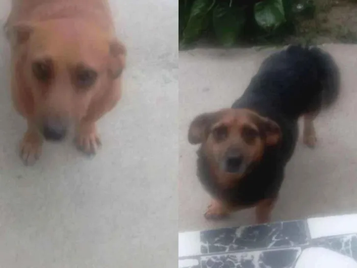 Cachorro raça Basset-Cofap idade 6 ou mais anos nome Pipoca e Laurinha 