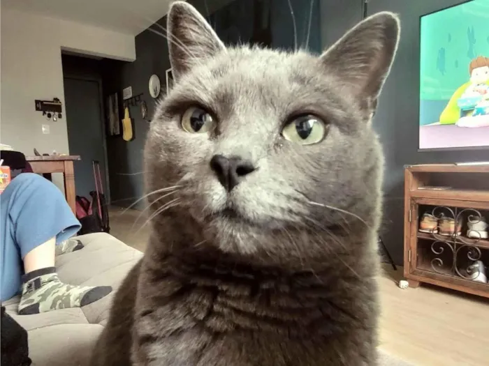 Gato raça SRD-ViraLata idade 5 anos nome MARY ANN