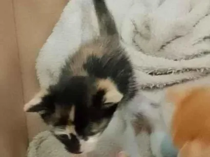 Gato raça SRD-ViraLata idade Abaixo de 2 meses nome As crianças 