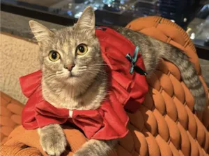 Gato raça SRD-ViraLata idade 7 a 11 meses nome Gaya