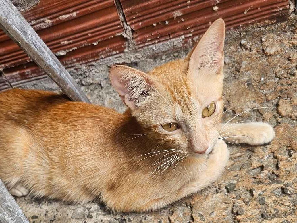 Gato raça SRD-ViraLata idade 1 ano nome Gata femea