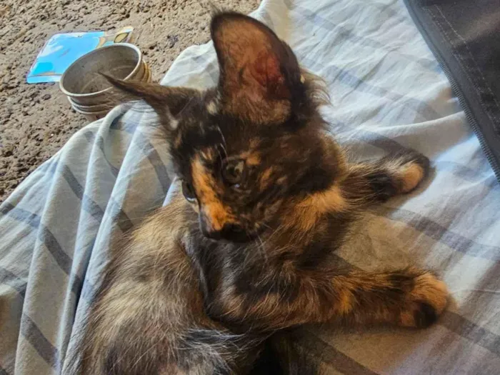 Gato raça SRD-ViraLata idade 2 a 6 meses nome Gatinha encrontada