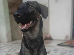 Cachorro raça SRD-ViraLata idade 7 a 11 meses nome Luna