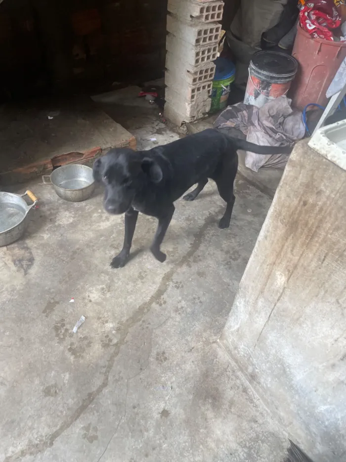 Cachorro raça Labrador idade 1 ano nome Pretinha