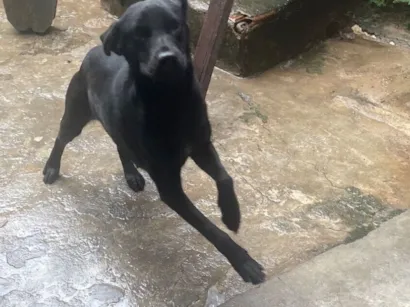 Cachorro raça Labrador idade 1 ano nome Pretinha