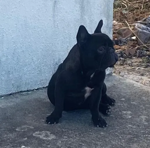 Cachorro raça Bulldog idade 5 anos nome Aliane de jesus