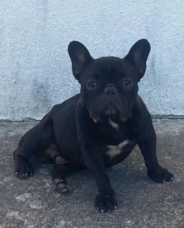 Cachorro raça Bulldog idade 5 anos nome Aliane de jesus