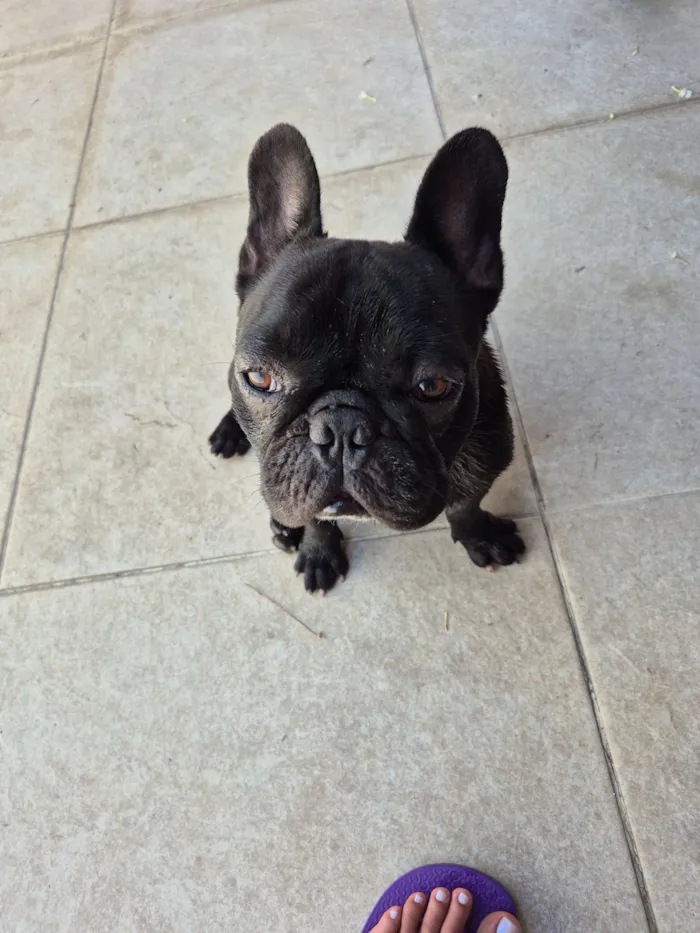 Cachorro raça Bulldog idade 5 anos nome Aliane de jesus