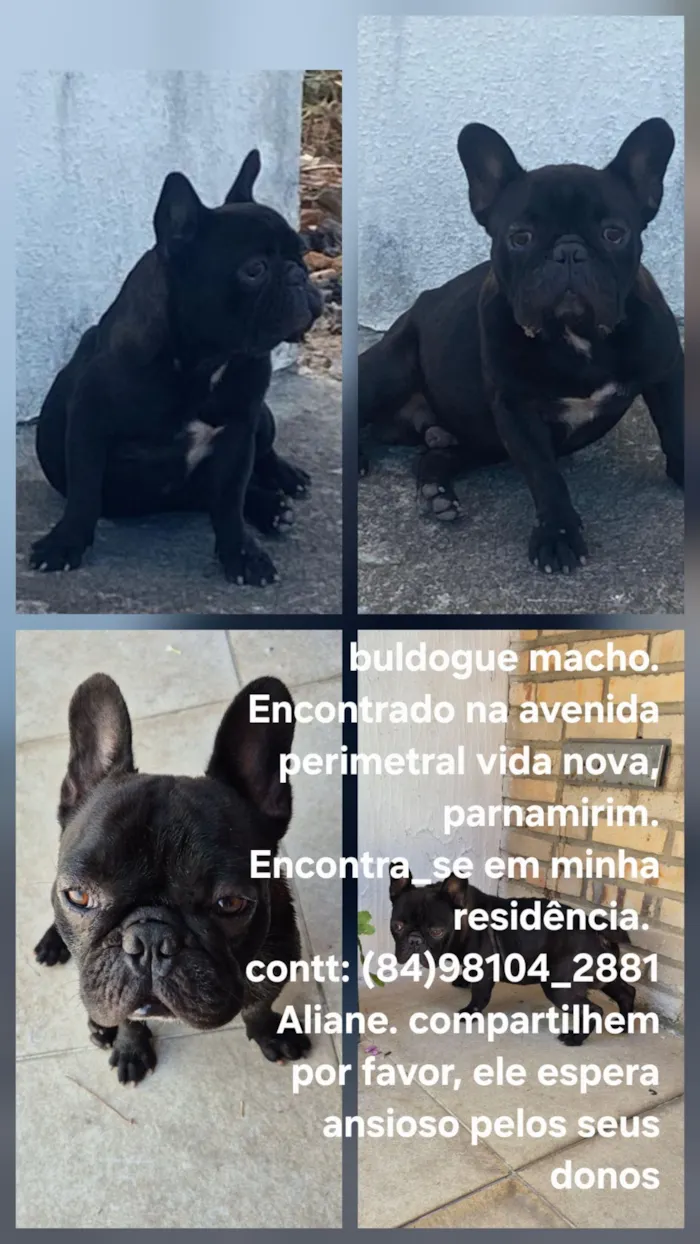 Cachorro raça Bulldog idade 5 anos nome Aliane de jesus