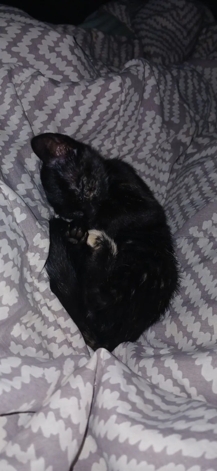 Gato raça SRD-ViraLata idade Abaixo de 2 meses nome Ainda sem nome 