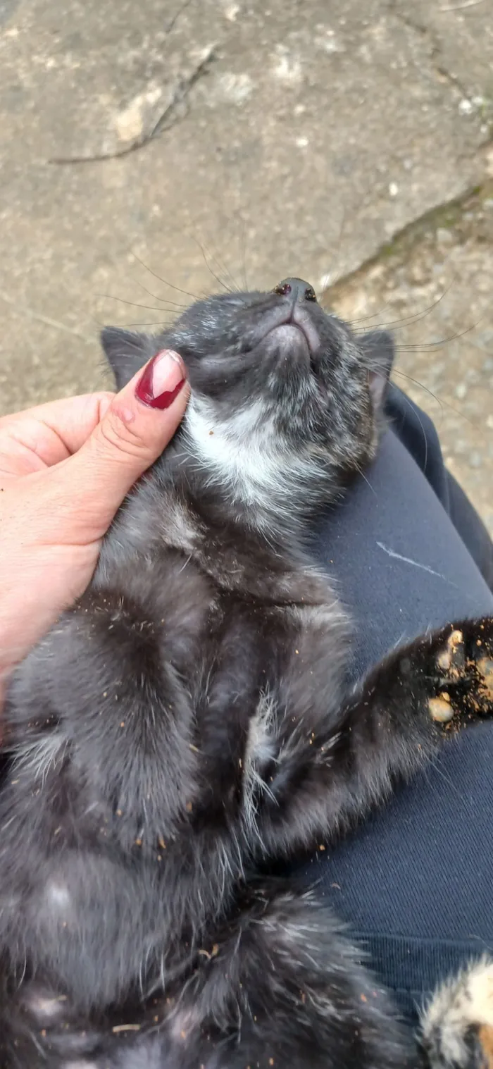 Gato raça SRD-ViraLata idade Abaixo de 2 meses nome Ainda sem nome 